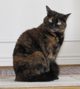 6-year_old_tortoise_shell_cat