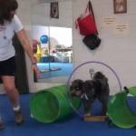 Carlie and Shirley in training