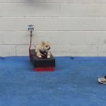 Novice dog on tether