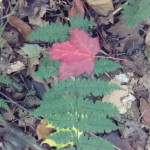red leaf on fern
