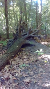 uprooted