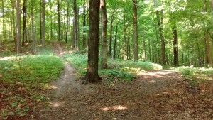choosing your path
