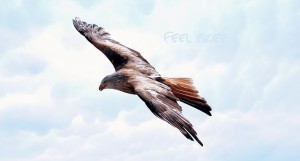 freedom-589576_640